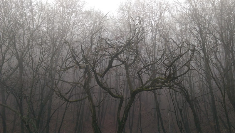 Illustration for article titled 27 Photos Of Barenaked Trees